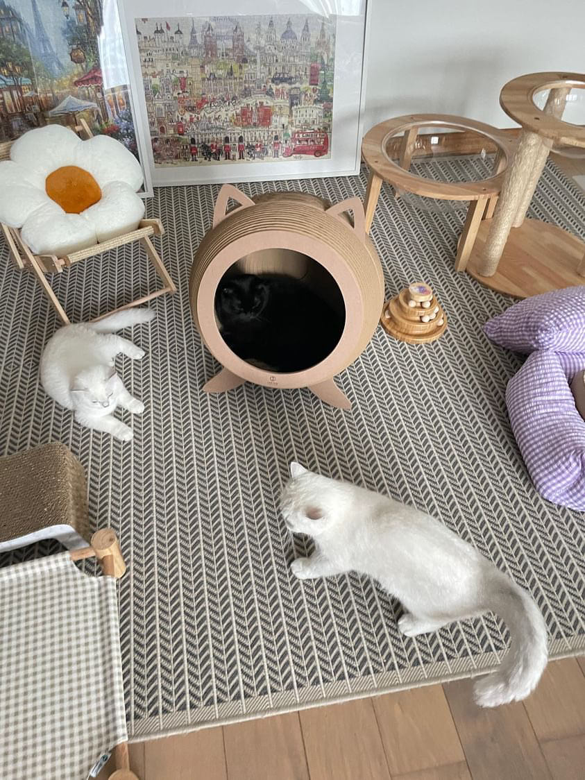 Elevate Your Home with Stylish Pet Furniture: Discover the Perfect Balance of Aesthetics and Functionality