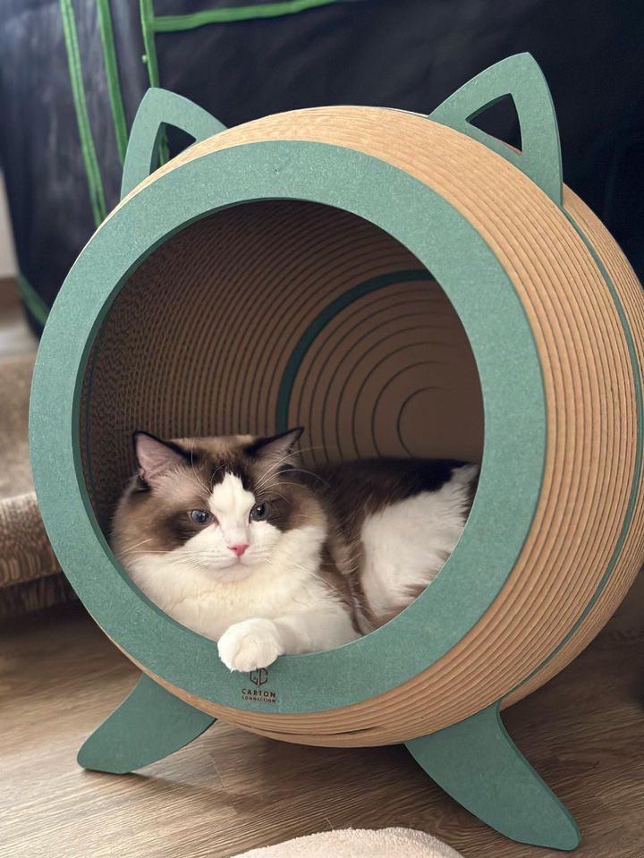 Catosphere Cat Scratcher (Green Dynasty)