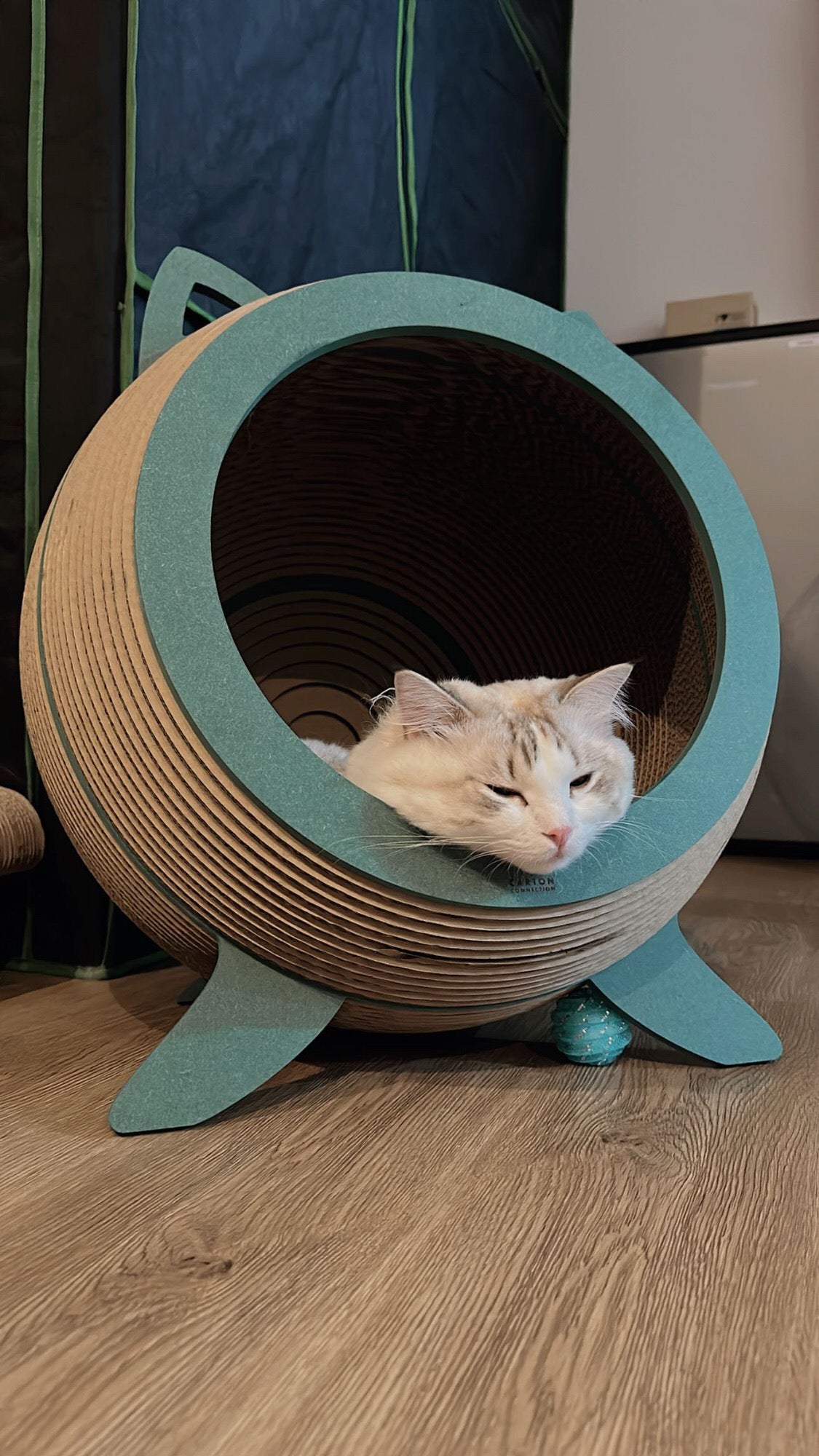 Catosphere Cat Scratcher (Green Dynasty)