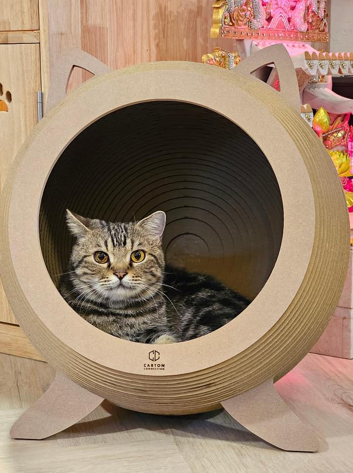 Catosphere (Wood)