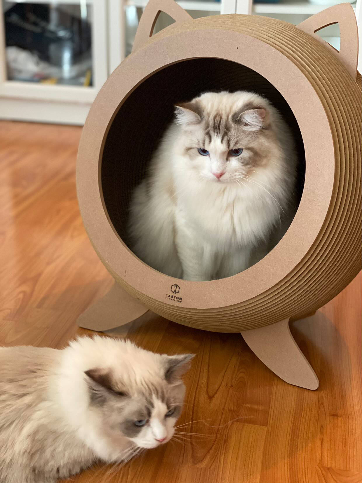 Catosphere (Wood)