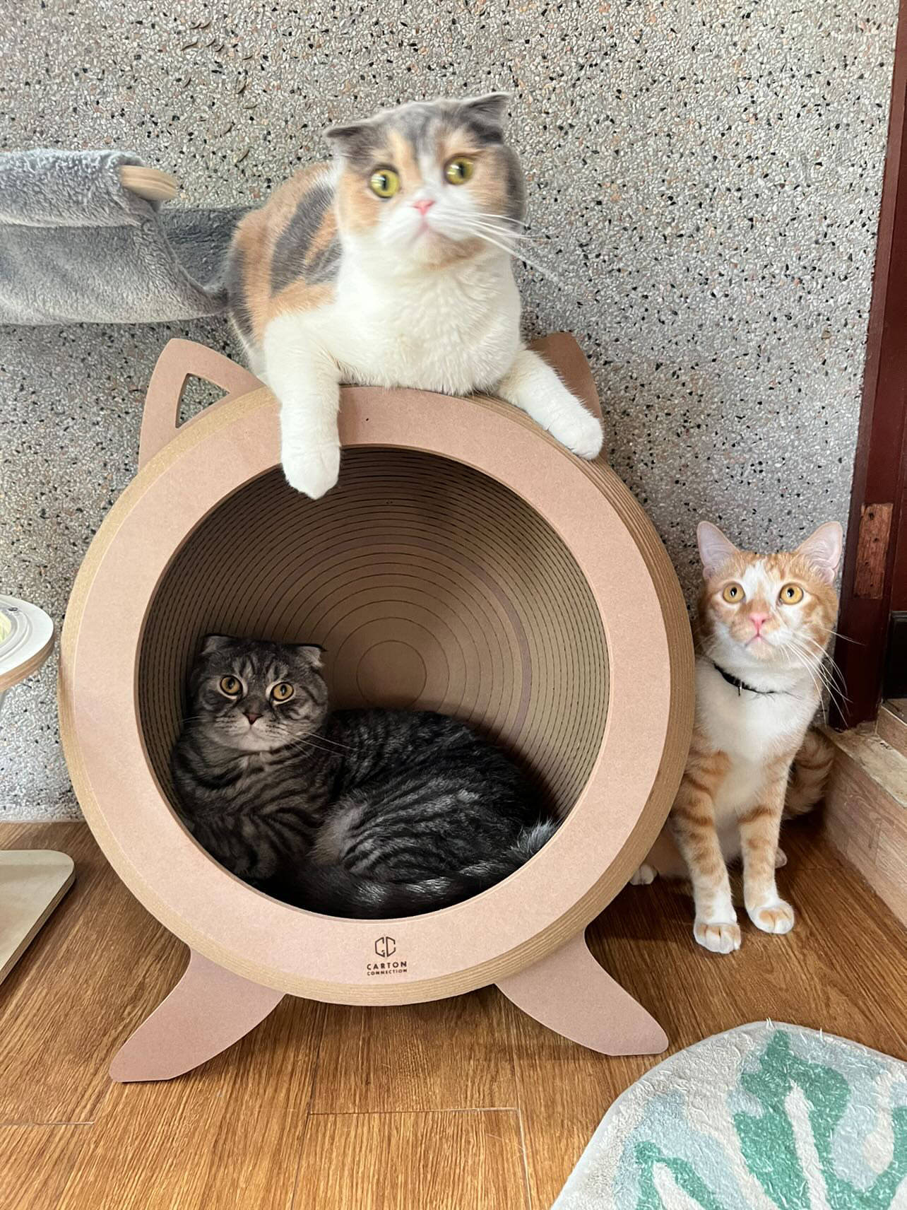 Catosphere (Wood)