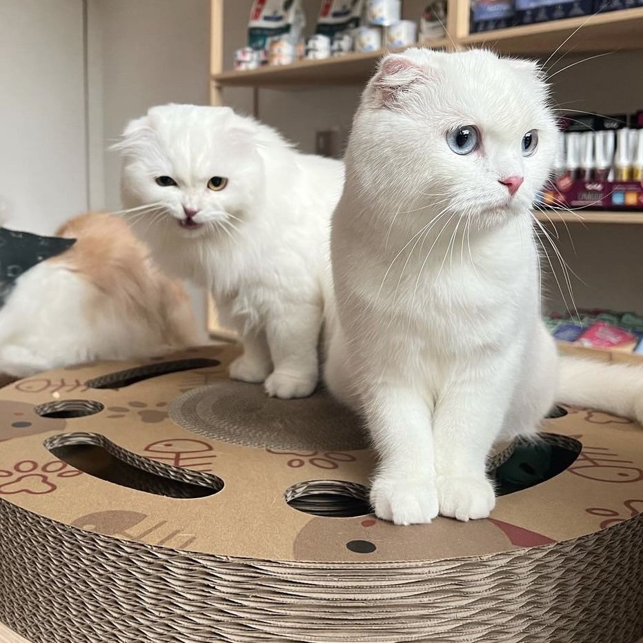 Interactive Scratch Wheel