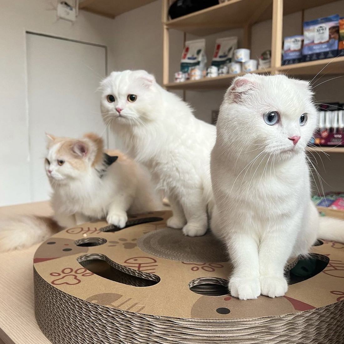 Interactive Scratch Wheel