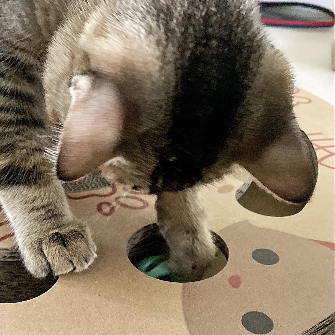 Interactive Scratch Wheel