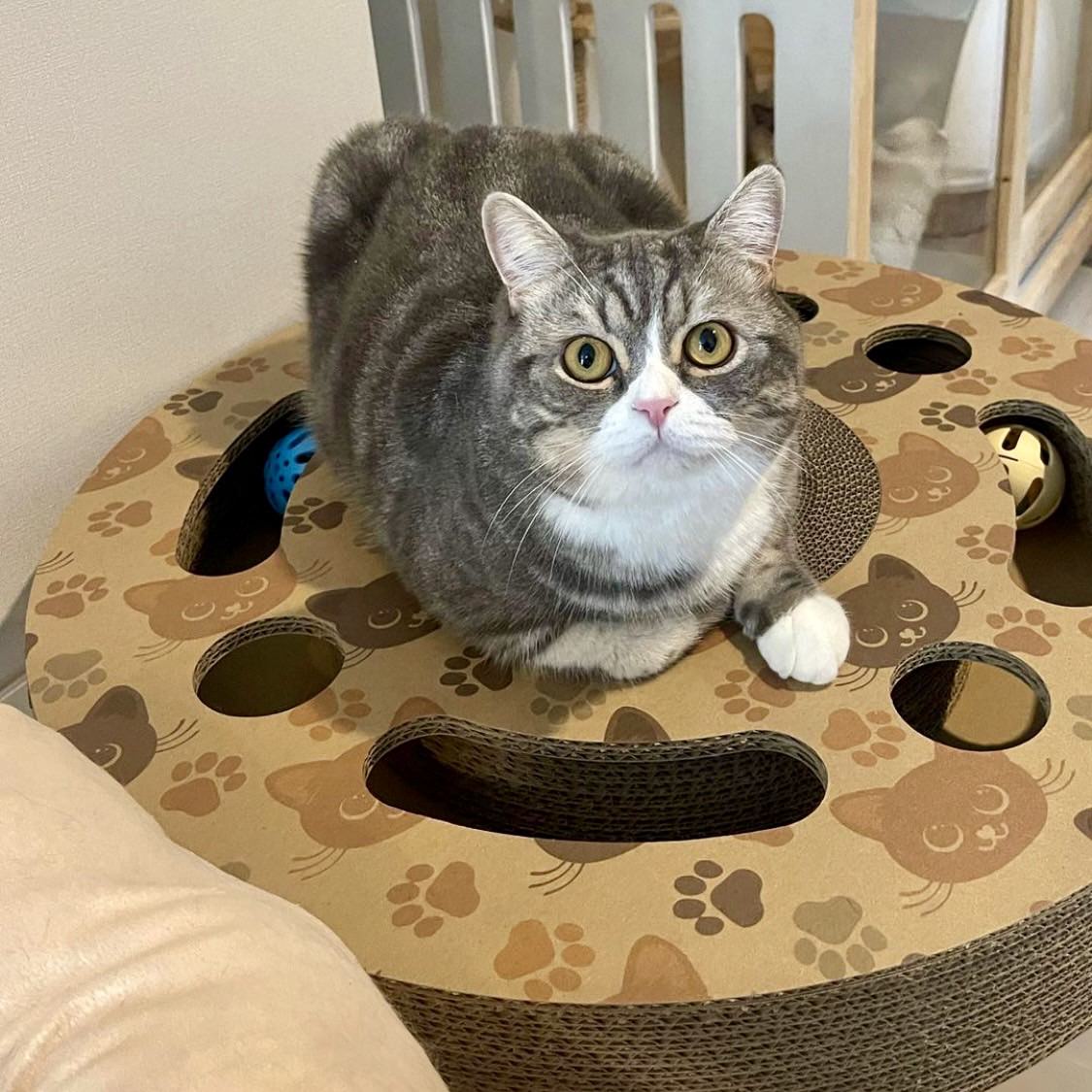 Interactive Scratch Wheel
