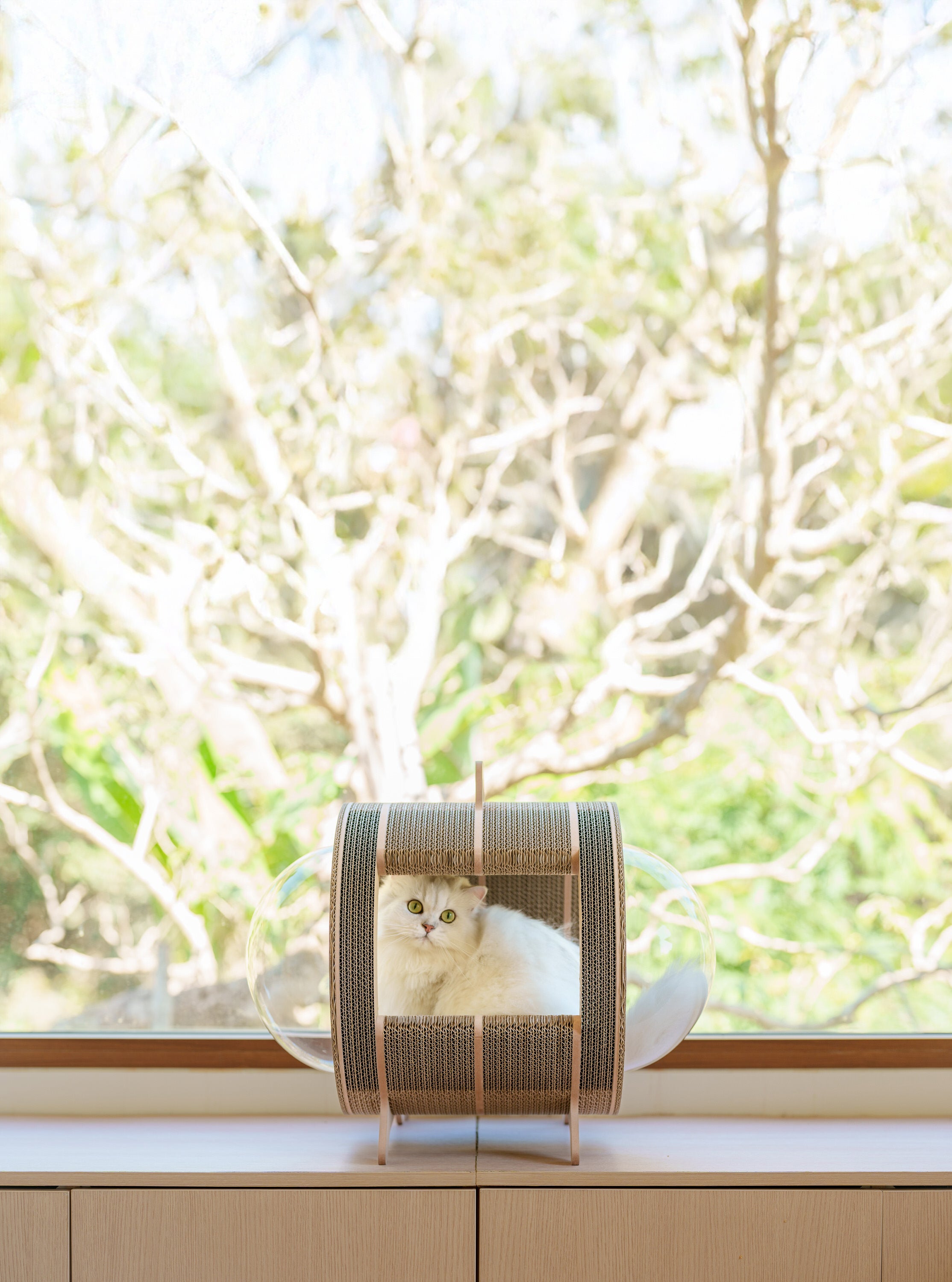 Kitty Space Capsule