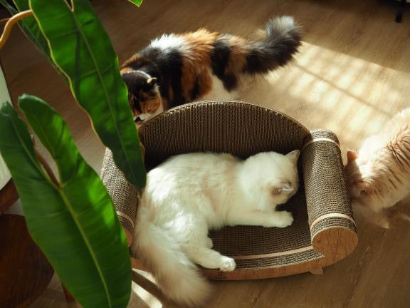 Purrline