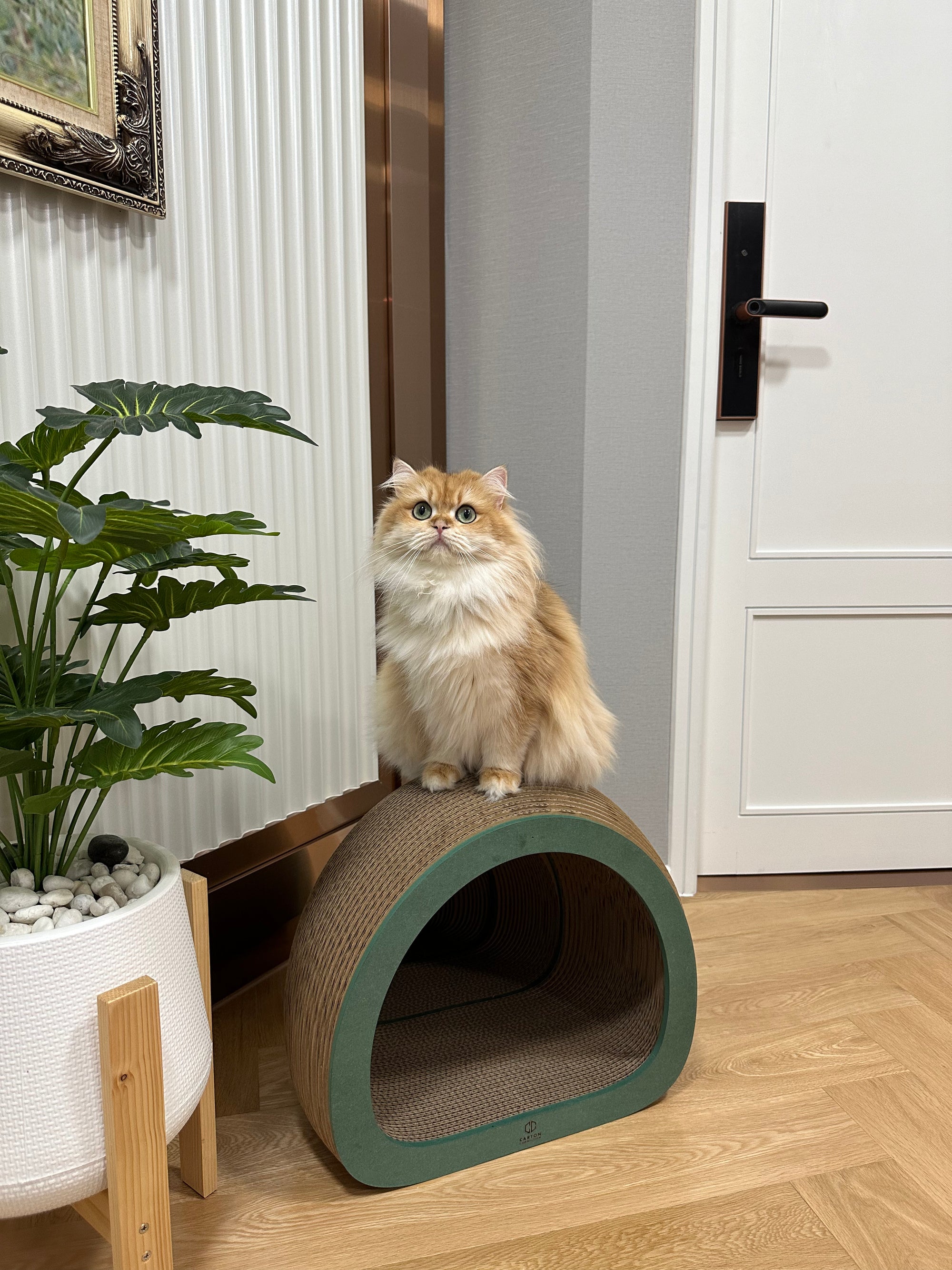 Purrmithor
