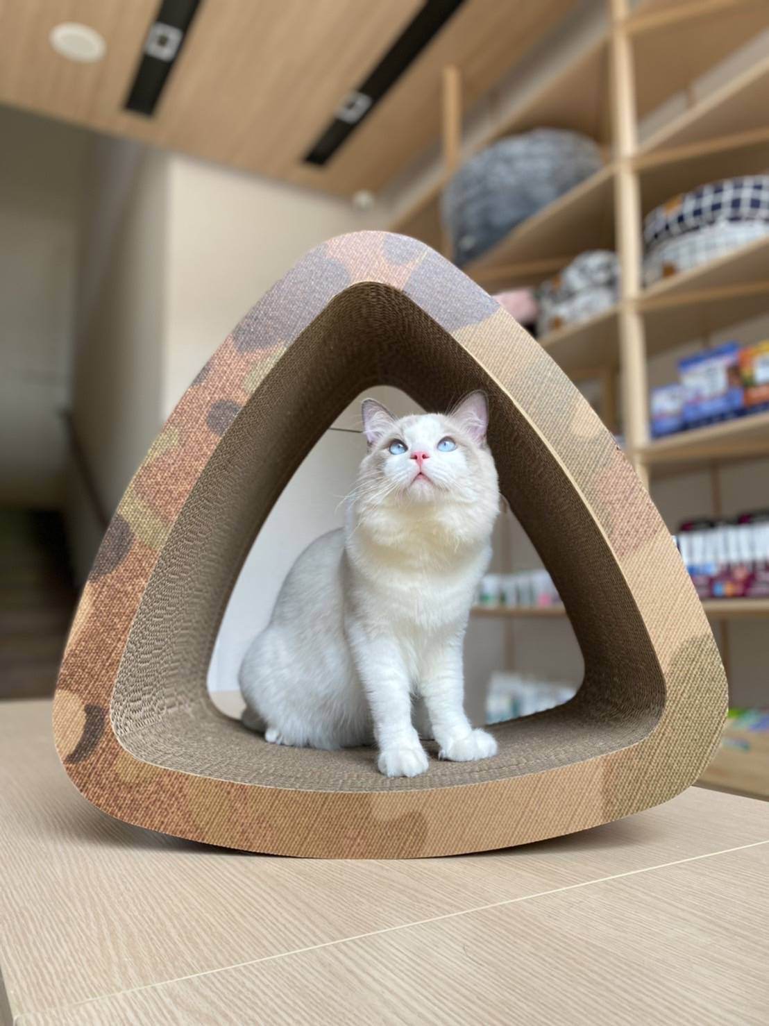 Roly-Poly Tri Scratcher